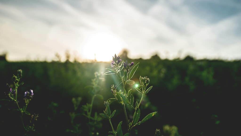 Close-up of blooming flower with sun rays in a summer meadow at sunset.