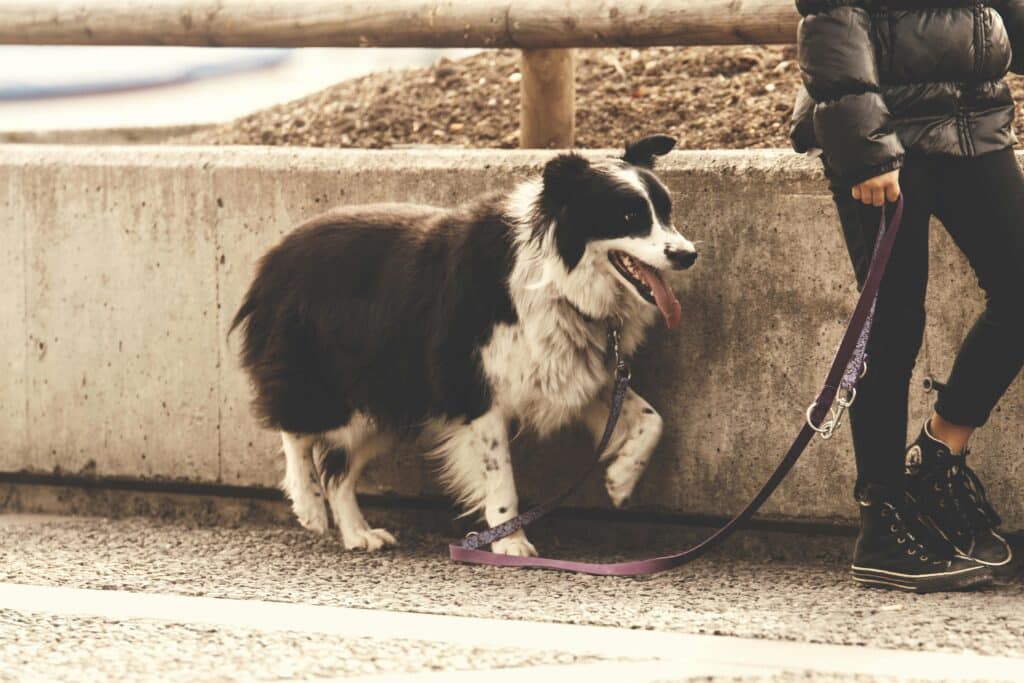 A Border Collie on a walk with its owner along a concrete path.
