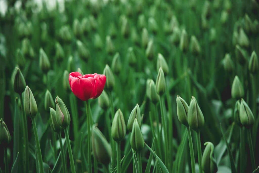 A single vibrant red tulip stands out in a field of green buds, showcasing beauty in nature.