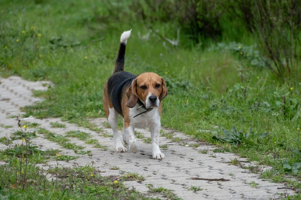 A beagle dog confidently walking on a paved path surrounded by lush greenery.
